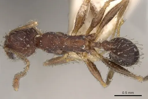 Pheidole ghatica - CASENT0281661