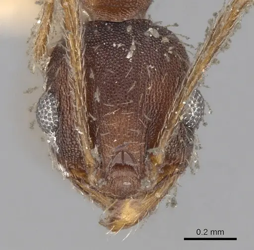 Pheidole ghatica - CASENT0281661