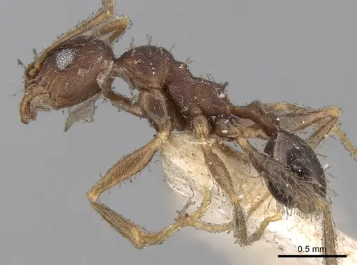 Pheidole ghatica - CASENT0281661