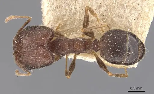 Pheidole ghatica - CASENT0907879