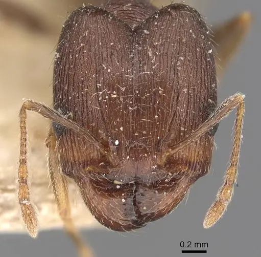 Pheidole ghatica - CASENT0907879
