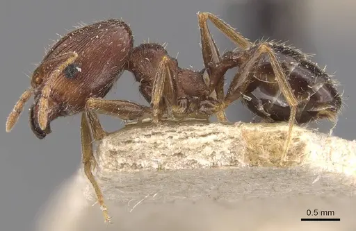 Pheidole ghatica - CASENT0907879