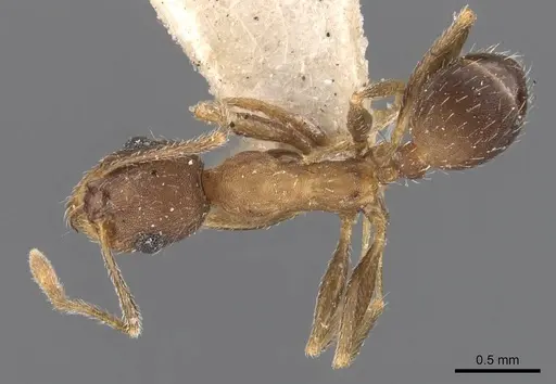 Pheidole ghatica - CASENT0907880