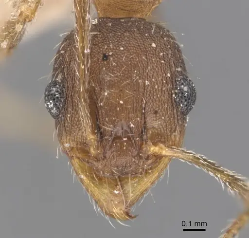 Pheidole ghatica - CASENT0907880