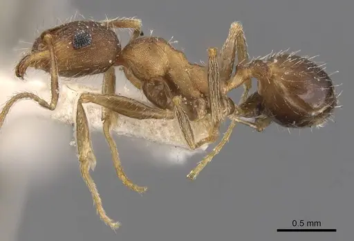 Pheidole ghatica - CASENT0907880