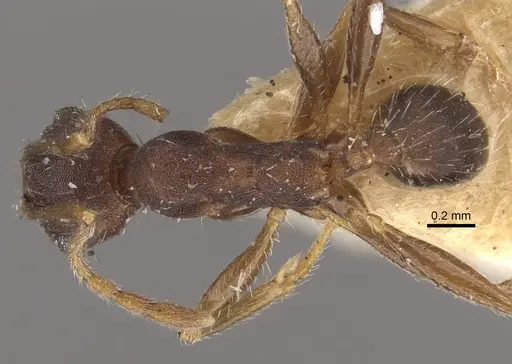 Pheidole ghatica - CASENT0917772