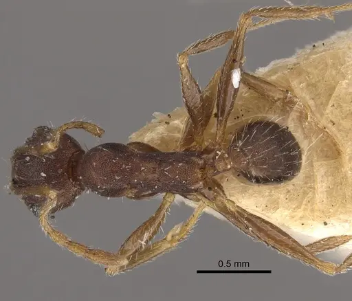 Pheidole ghatica - CASENT0917772