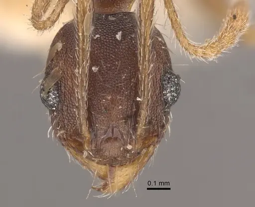 Pheidole ghatica - CASENT0917772