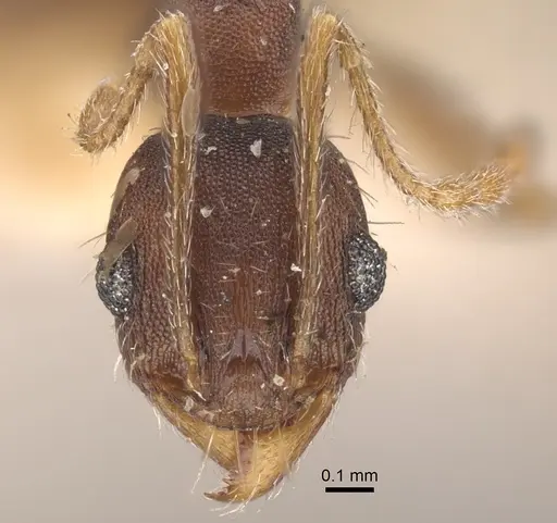 Pheidole ghatica - CASENT0917772