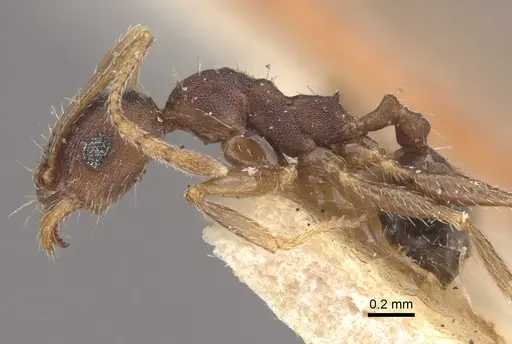Pheidole ghatica - CASENT0917772