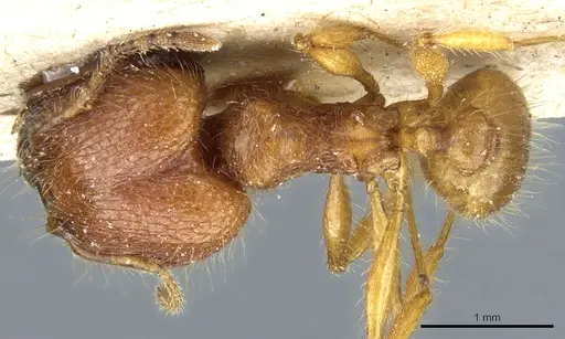 Pheidole ghigii specimen