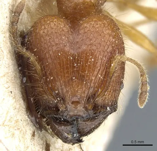 Pheidole ghigii specimen