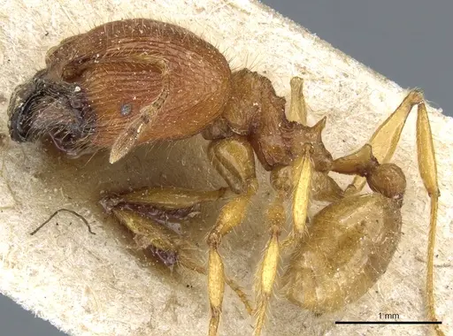 Pheidole ghigii specimen