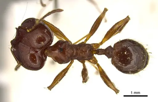 Pheidole gibba specimen