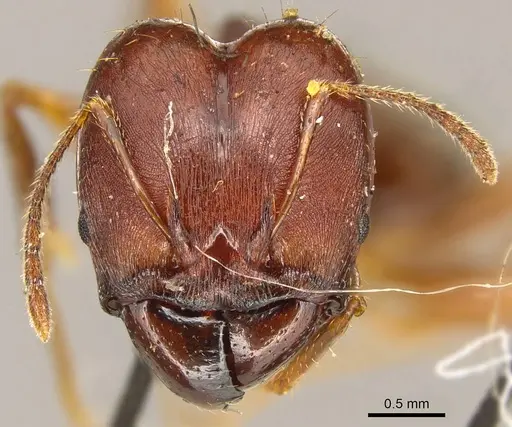 Pheidole gibba specimen