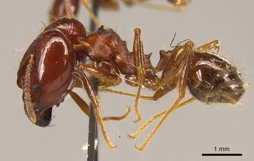 Pheidole gibba specimen