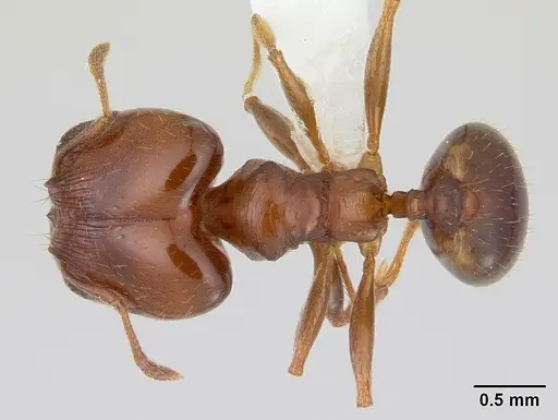 Pheidole gigaflavens specimen