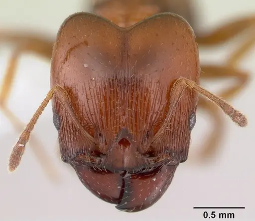 Pheidole gigaflavens specimen