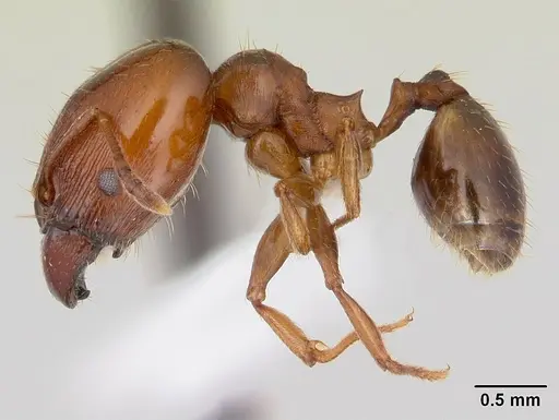 Pheidole gigaflavens specimen