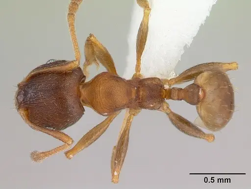 Pheidole gigaflavens - CASENT0178027