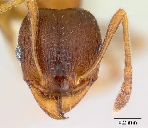 Pheidole gigaflavens - CASENT0178027