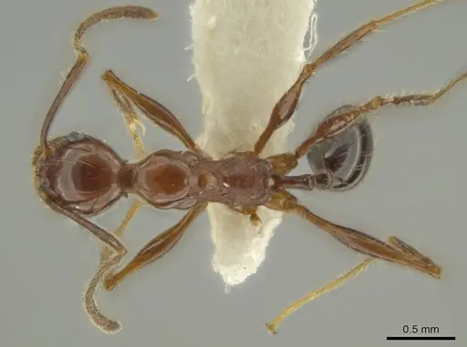 Pheidole gigas specimen