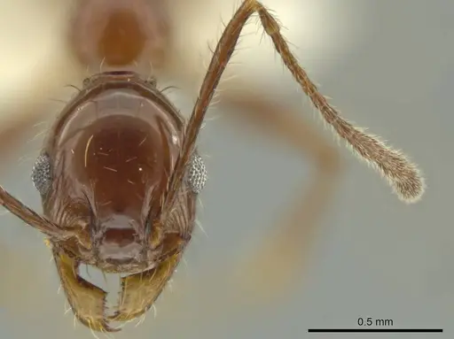Pheidole gigas specimen