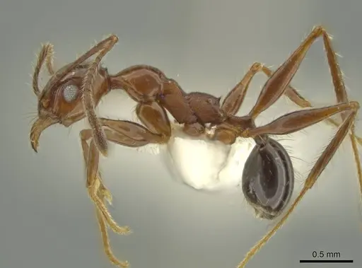 Pheidole gigas specimen