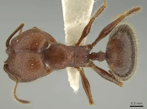 Pheidole gigas - JTLC000016388