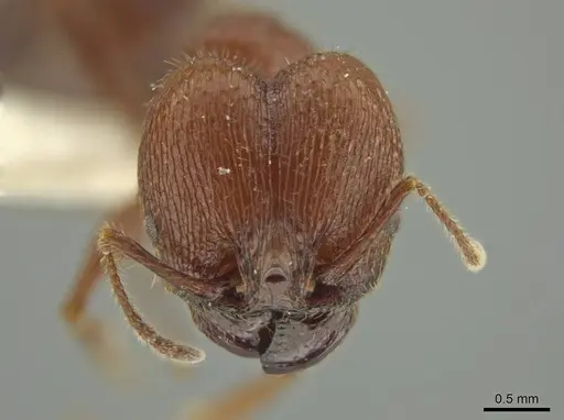 Pheidole gigas - JTLC000016388