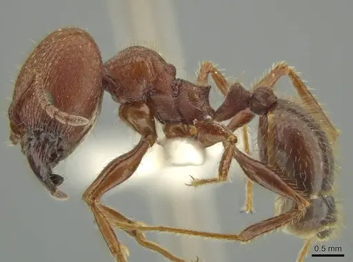 Pheidole gigas - JTLC000016388