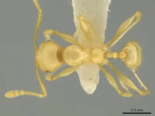 Pheidole gilva specimen