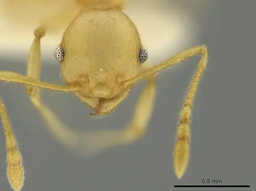 Pheidole gilva specimen