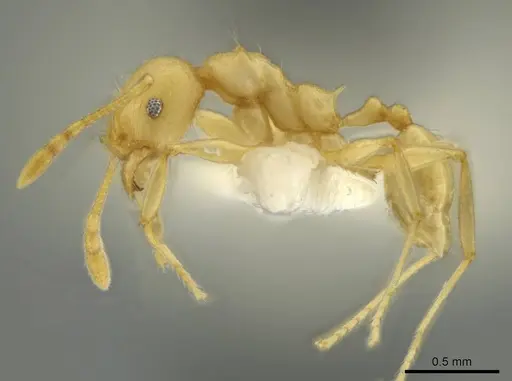 Pheidole gilva specimen