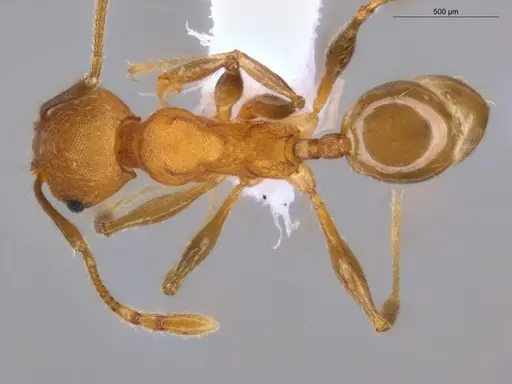 Pheidole gilva - ECOFOG-GAL18-0080-31