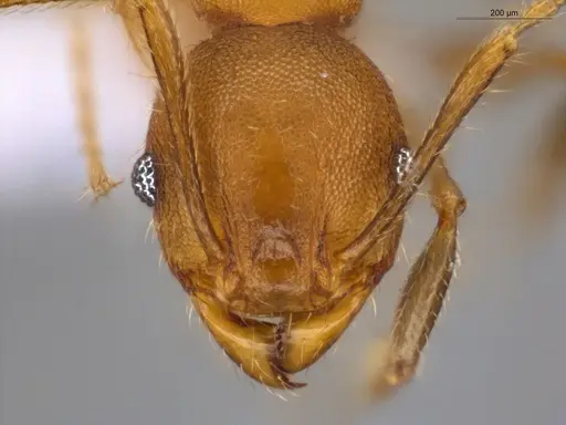 Pheidole gilva - ECOFOG-GAL18-0080-31