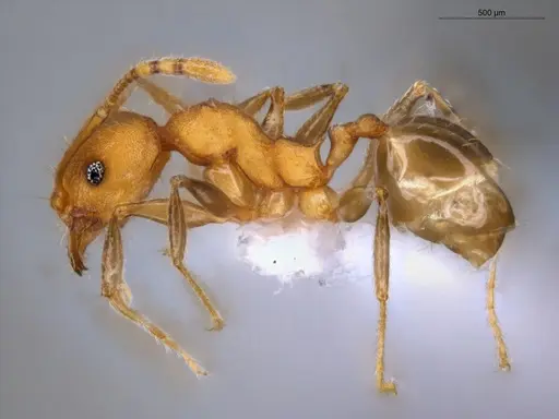 Pheidole gilva - ECOFOG-GAL18-0080-31