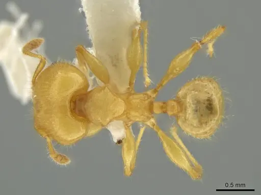 Pheidole gilva - JTLC000016389