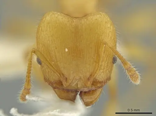 Pheidole gilva - JTLC000016389