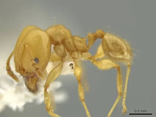 Pheidole gilva - JTLC000016389
