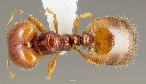 Pheidole gilvescens specimen