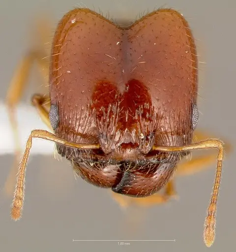 Pheidole gilvescens specimen