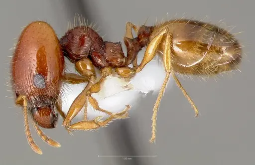 Pheidole gilvescens specimen