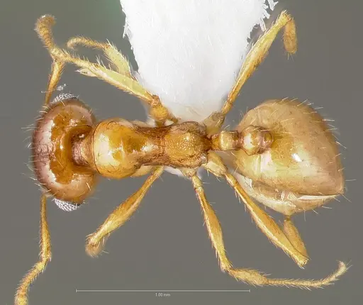 Pheidole gilvescens - CASENT0005760