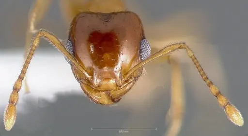 Pheidole gilvescens - CASENT0005760