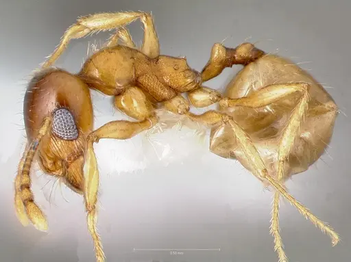 Pheidole gilvescens - CASENT0005760
