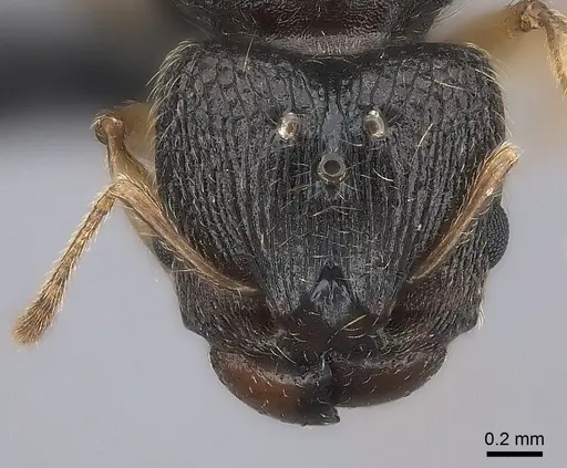 Pheidole glabra specimen