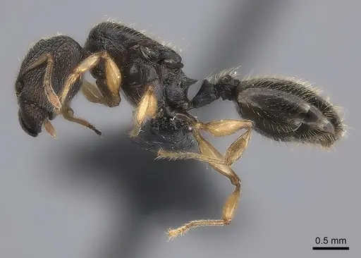 Pheidole glabra specimen