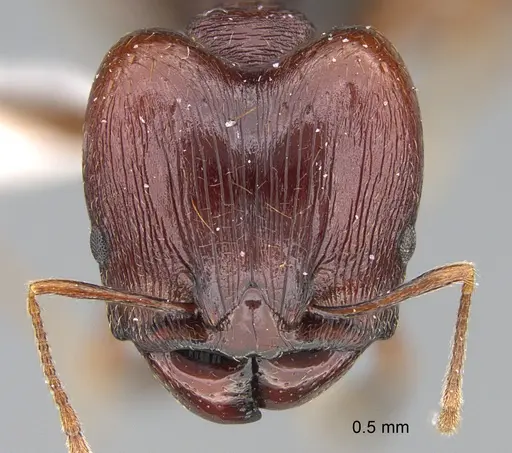 Pheidole glabrella specimen