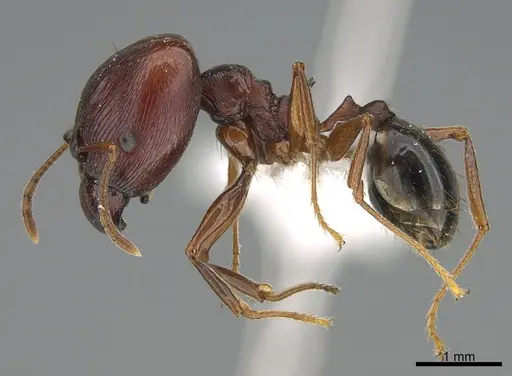 Pheidole glabrella specimen